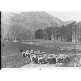 Rural view with sheep, New Zealand  (Mr Robert W Moore)