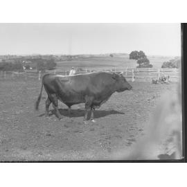 Prize Bull at Adelaide Show