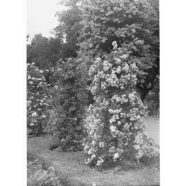 Flowers in Botanic Gardens