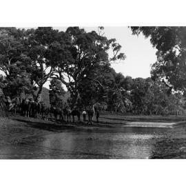Camels at Watering Hole