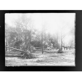 Botanic Park taken after storm 17 July 1916