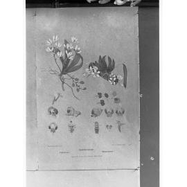 Sarcochilus drawing - Australian native flora