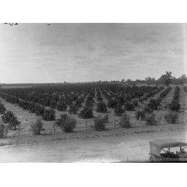 Ifould & Mitchell's Orange Orchard at Waikerie