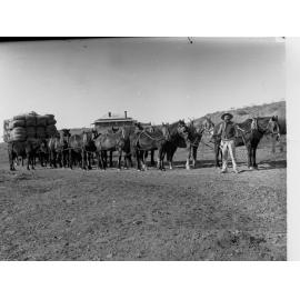 Teams of horses pulling cart of wool bales