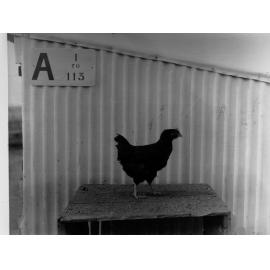 Hen at Parafield Poultry Farm