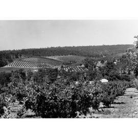 Panoramic View of Mylor Showing Fruit Orchards