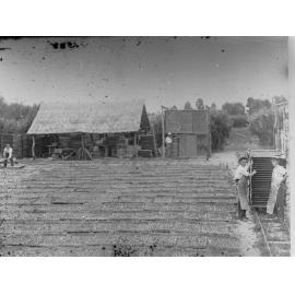 Peach drying at Renmark