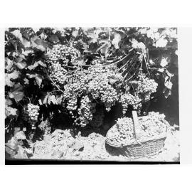 Grapes on a vine and picked grapes in a basket