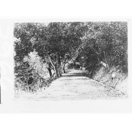 Scene of Northern Territory - Lovers' Walk, Darwin (man on pathway)