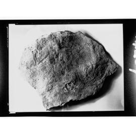 Fossil from Ediacara