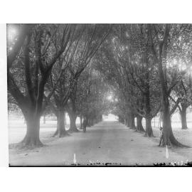 Morton Bay Fig Avenue in the Botanic Gardens