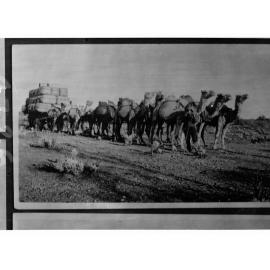Camels Pulling a Waggon Carrying Bales of Wool