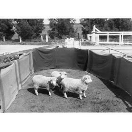 Sheep in pen at Roseworthy