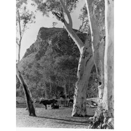 View of  Waterhole Near Wilpena