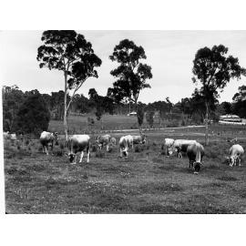 Jersey Cows at Balhannah
