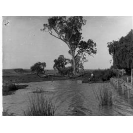 River Murray swamp at Mannum, two boys on the bank