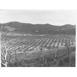 Apples growing near near Kersbrook