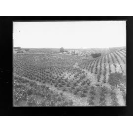 Vineyards in hills,  area unknown, possibly Clarendon