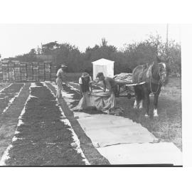 Men drying grapes showing horse and cart