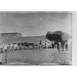 Northern Territory - view of donkeys  hitched to cart carrying hay with men standing alongside