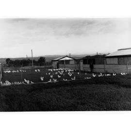 Parafield poultry farm, poultry pen