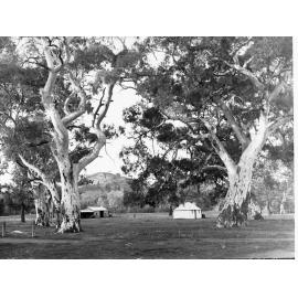 Gum Trees Near Wilpena Homestead Flinders Ranges