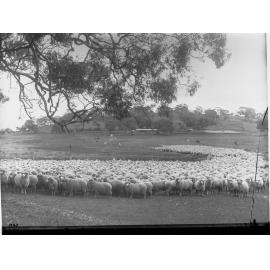 Flock of Sheep in a Paddock