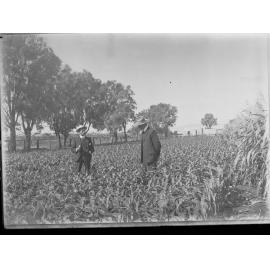 Neeta reclaimed area,  field of maize (Director of Irrigation) Samuel McIntosh on right