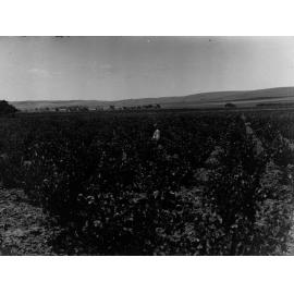 Lucerne Field at Murray Bridge