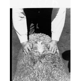 Agricultural Department Turretfield Showing Men Examining a Sheep