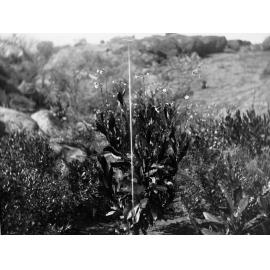 Flowering Plant Elder Scientific Expedition