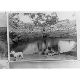Northern Territory - dog standing next to a waterhole