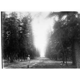 Pine forest showing woman on pathway