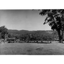 Sheep grazing on Mount Osmond