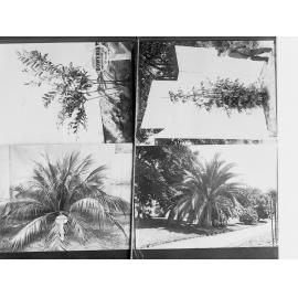 Palm tree plantation photograph held by Forestry Department