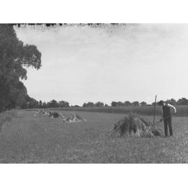 Man in a field making hay stacks
