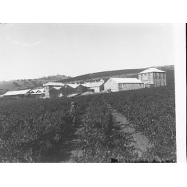 Penfold Winery and Vineyards