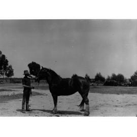 Brood Mare at Roseworthy College