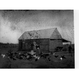 Women feeding poultry on a poultry farm, River Murray