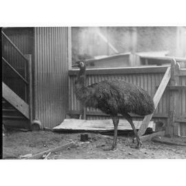 Emu in an enclosure