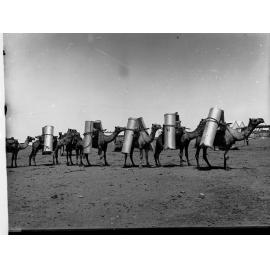 Camel Team Carting Far North