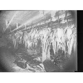 Picture of fish at Port Adelaide Exports