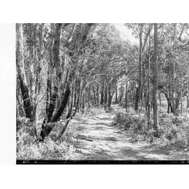 Bush Road to Sandy Waterhole Glenelg River
