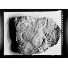 Fossil from Ediacar