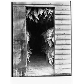 Tobacco slacked and filled with green leaf