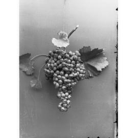 A large bunch of grapes