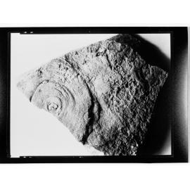 Fossil from Ediacara