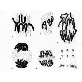 Germs under a Microscope - unidentified