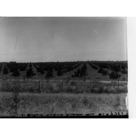 Orange orchard, Waikerie Irrigation Area