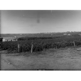 Vineyard at Waikerie